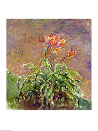 Framed Hemerocallis, 1914-17 Print