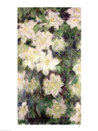 Framed White Clematis, 1887 Print