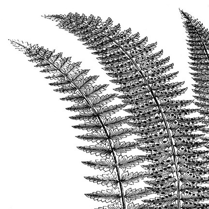 Framed Fern I (on white) Print
