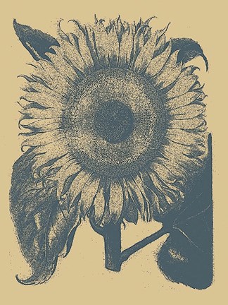 Framed Sunflower 1 Print