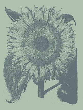 Framed Sunflower 8 Print