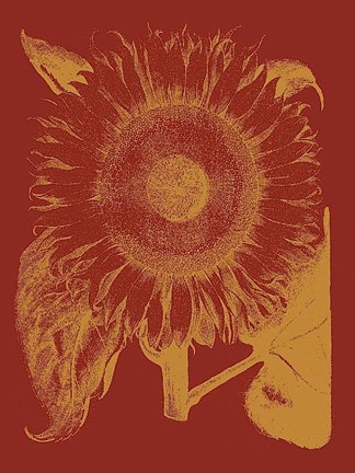 Framed Sunflower 16 Print