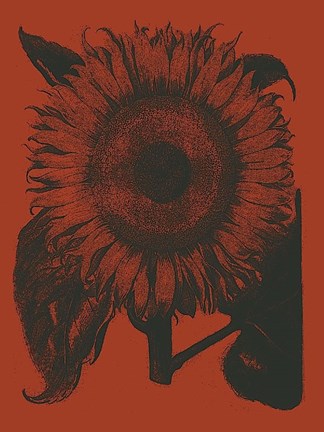 Framed Sunflower 9 Print