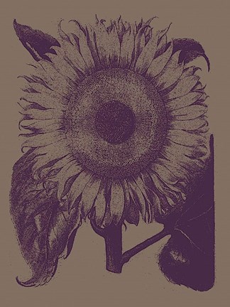 Framed Sunflower 14 Print