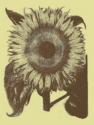 Framed Sunflower 4 Print