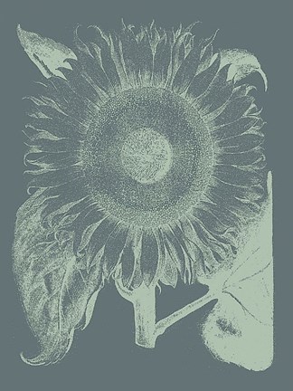 Framed Sunflower 7 Print