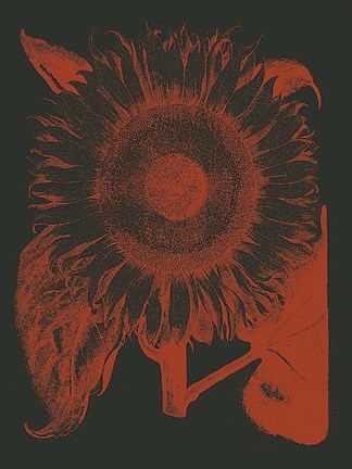 Framed Sunflower 10 Print