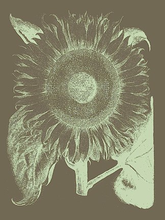 Framed Sunflower 12 Print