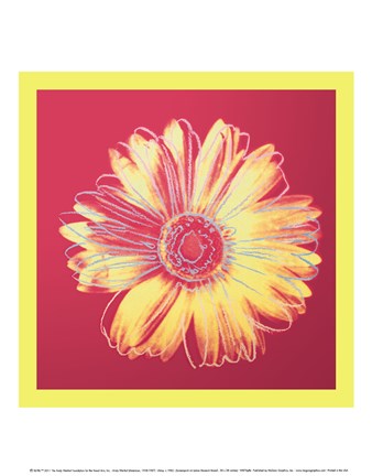 Framed Daisy, c.1982 (fuchsia &amp; yellow) Print