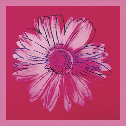 Framed Daisy, c. 1982 (crimson and pink) Print