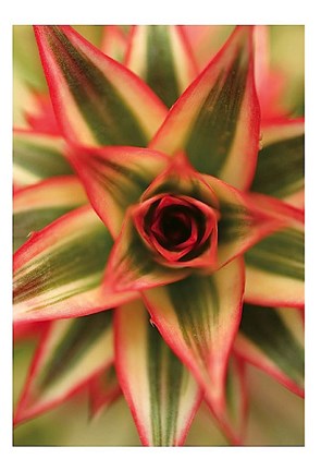 Framed Bronx 1959 Print