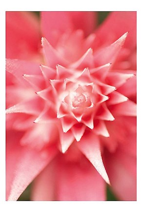 Framed Bronx 1930 Print