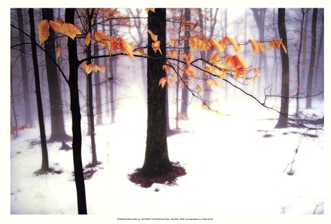 Framed Quiet Woods Print