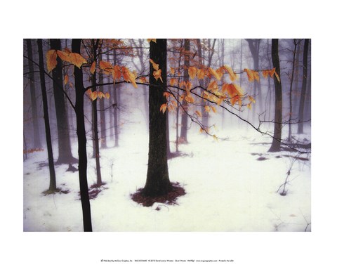 Framed Quiet Woods Print