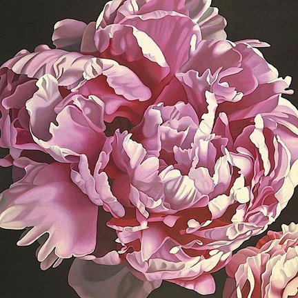 Framed Peony I Print