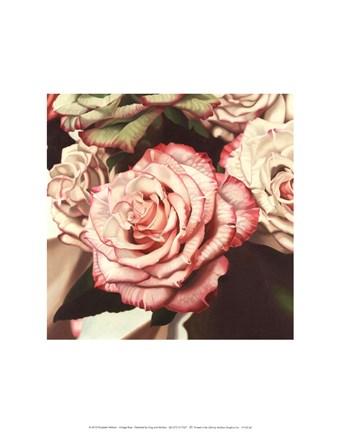 Framed Vintage Rose Print