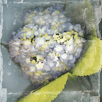 Framed Antique Bloom Print