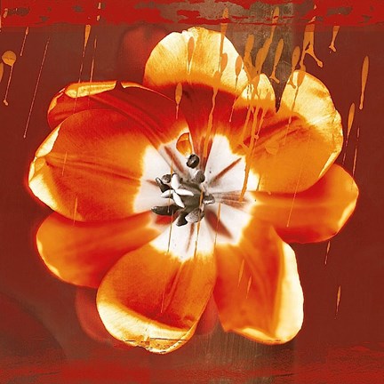 Framed Tulip Fresco (red) Print