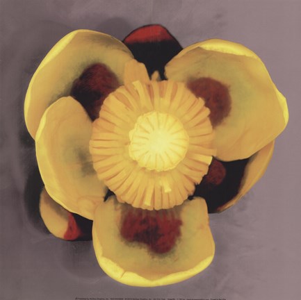 Framed Waterlily Print