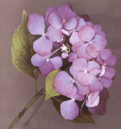 Framed Purple Hydrangea Print