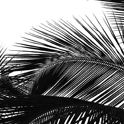 Framed Palms 13 (detail) Print