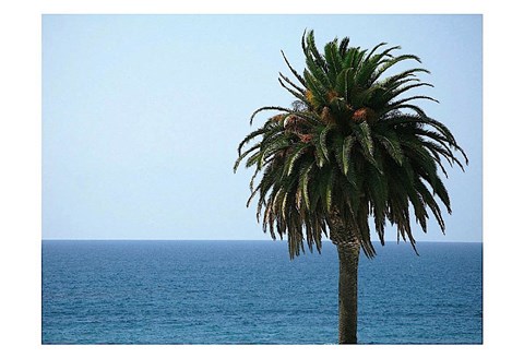 Framed Palm at Moonlight Beach Print
