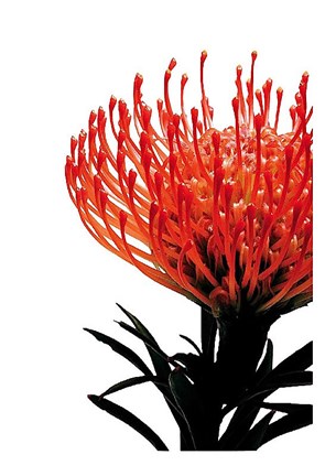Framed Orange Protea 1 Print