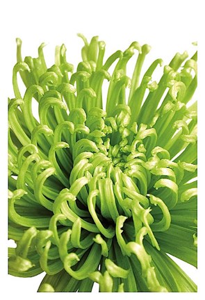 Framed Green Bloom 5 Print