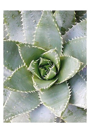 Framed Cactus 3 Print