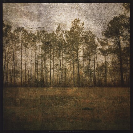 Framed Line of Pines Print