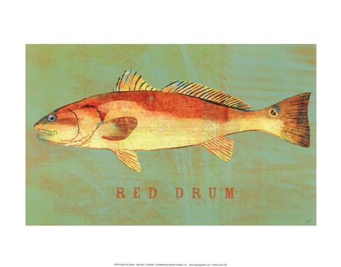 Framed Red Drum Print