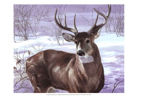 Framed Through My Window- Whitetail Deer Print