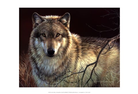 Framed Uninterrupted Stare- Gray Wolf Print
