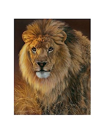 Framed Power and Presence- African Lion Print