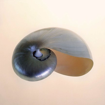 Framed Polished Nautilus Print