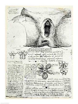 Framed Female Sexual Organs Print