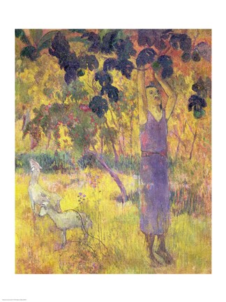 Framed Man Picking Fruit from a Tree, 1897 Print