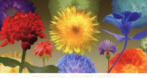 Framed Sunflower Fireworks Print