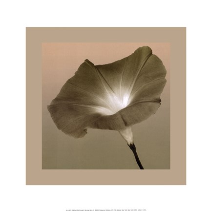 Framed Morning Glory II Print