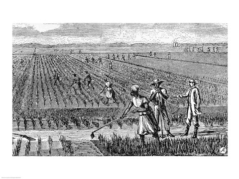 Framed Hoeing Rice Print