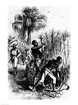 Framed Slaves Working on a Plantation Print