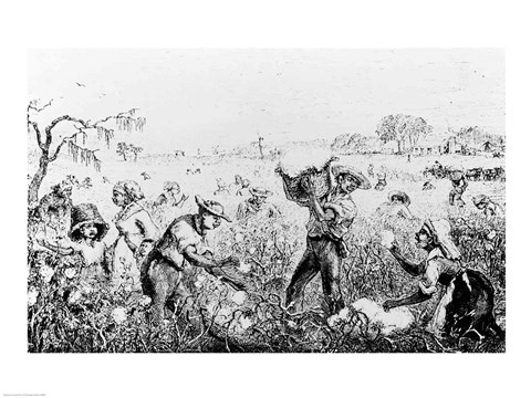 Framed Picking Cotton on a Southern Plantation Print