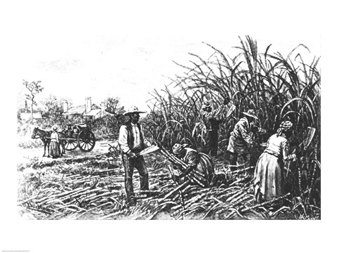 Framed Cutting Sugar Cane in the South Print