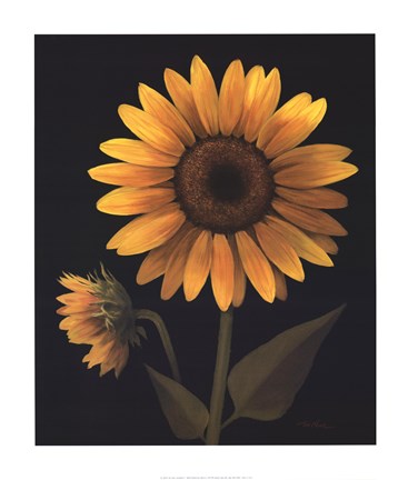 Framed Sunflower II Print