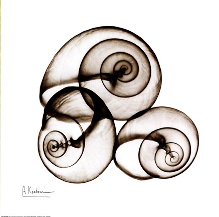 Framed X-ray Snail Shells, Sepia Print