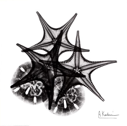 Framed X-ray Starfish &amp; Sand Dollar BW Print