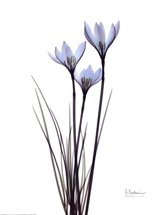 Framed Blue Floral X-ray White Rain Lily Print