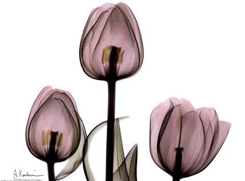 Framed Trio of Tulips II Print