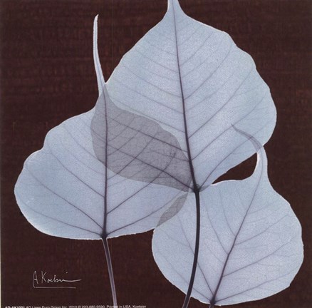 Framed X-ray Leaf Study in Teal II Print