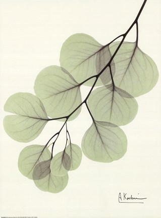 Framed Cascading Eucalyptus Print